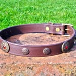 Large BETA® Brown Dog Collar With Freeya and Nordstar Conchos-0