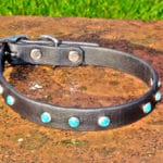 Small BETA® Black Dog Collar With Small Turquoise Rivets-0