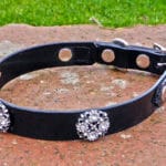 Small BETA® Black Dog Collar With Starlight Conchos-0