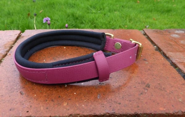 Agility Dog Collar-1347