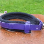Agility Dog Collar-1348