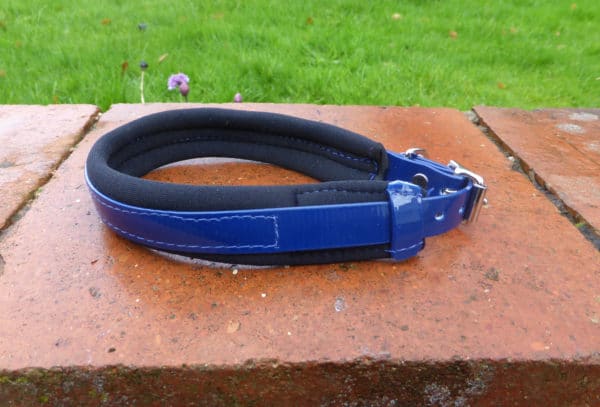 Agility Dog Collar-1352