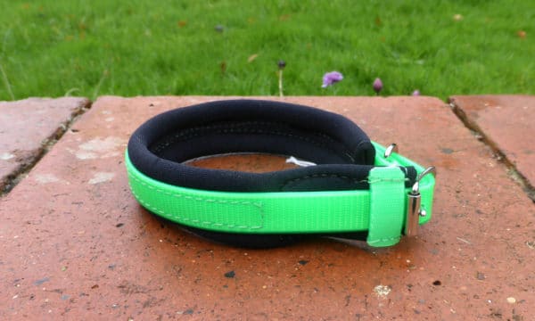 Agility Dog Collar-1356