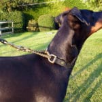 Martingale Collar and Lead Combination-1093