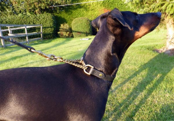 Martingale Collar and Lead Combination-1093
