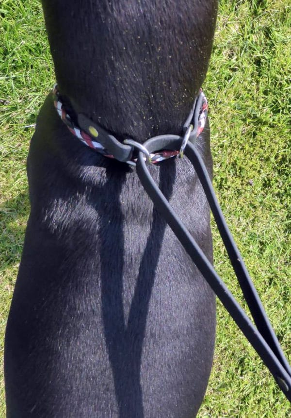 Martingale Collar and Lead Combination-1094