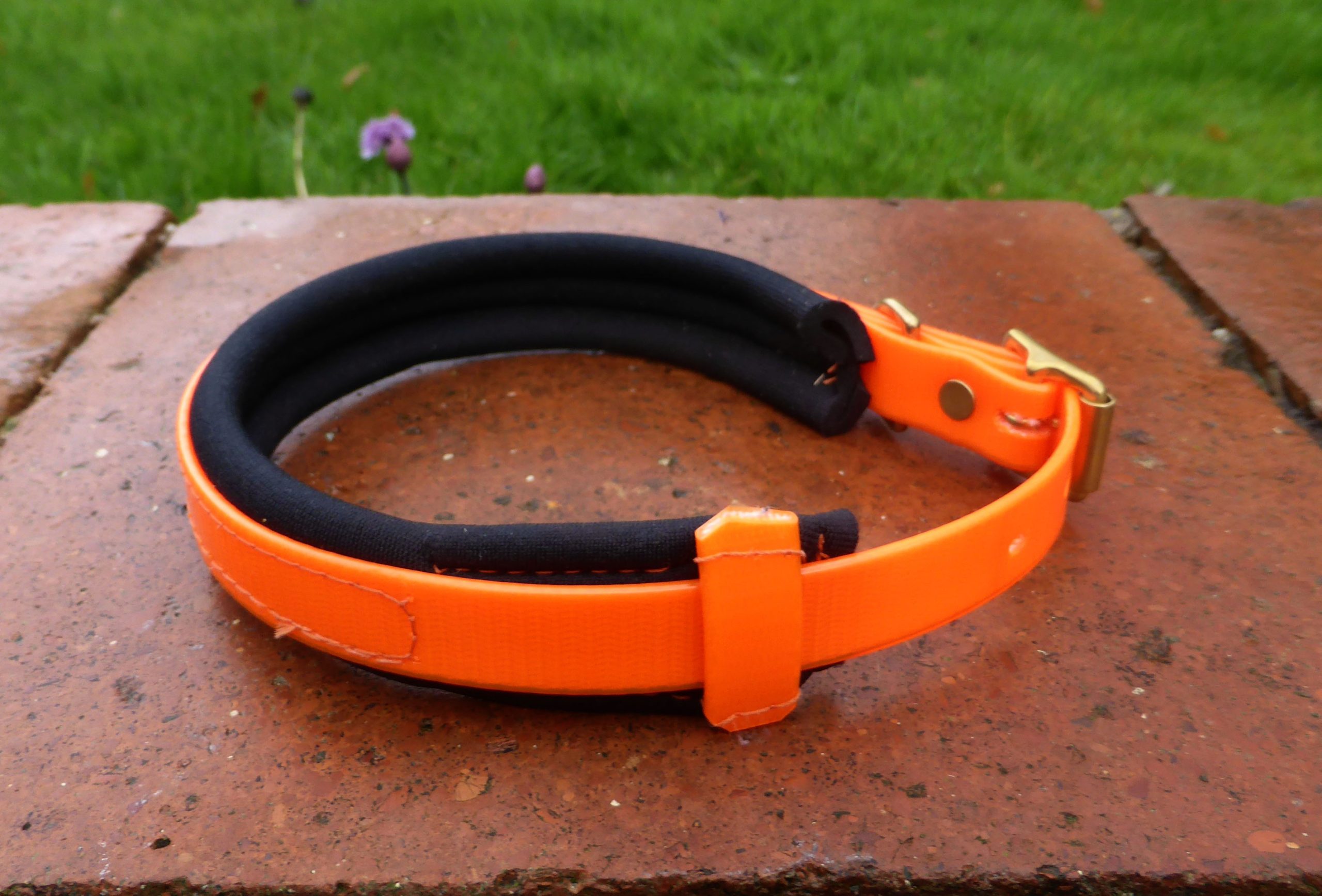 Agility Dog Collar - Image 9